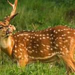 chitwan-thrills