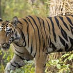 tiger-tracker-expedition