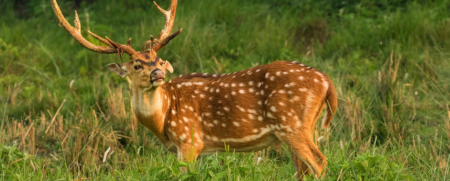 chitwan-thrills