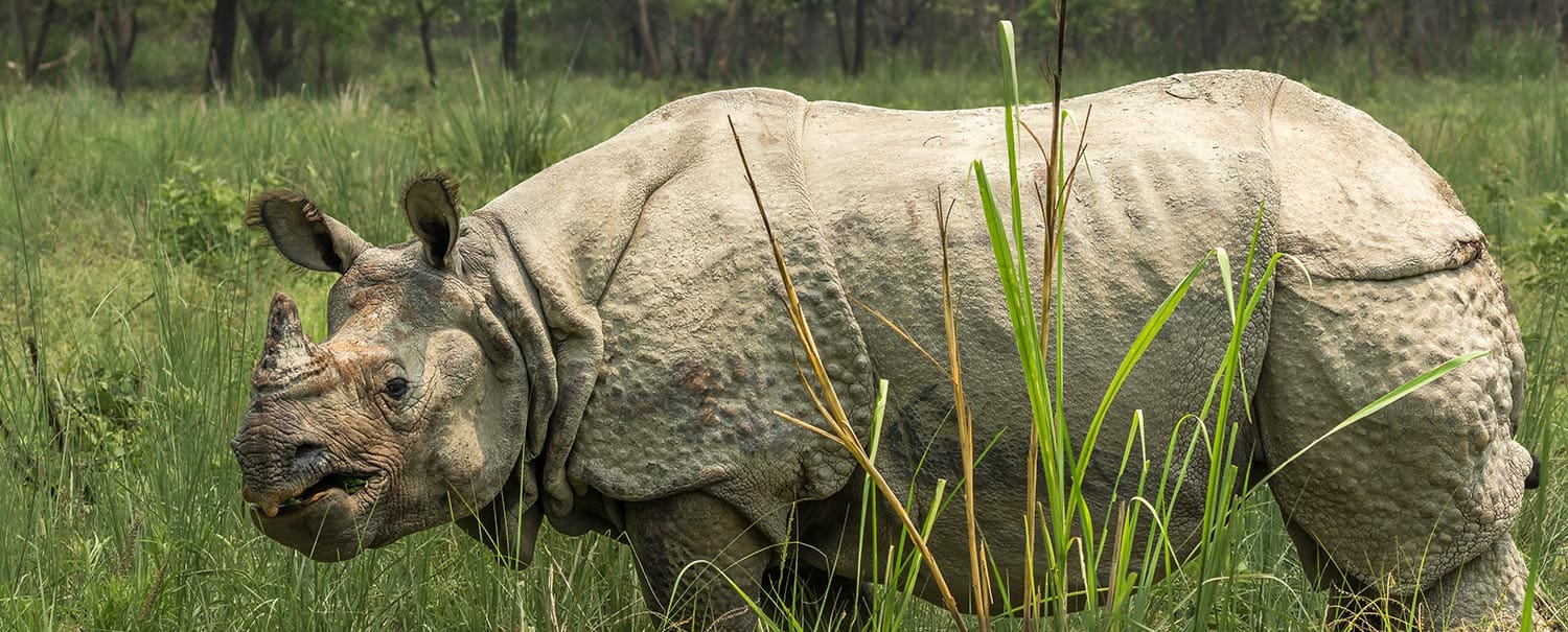 rhino-quest