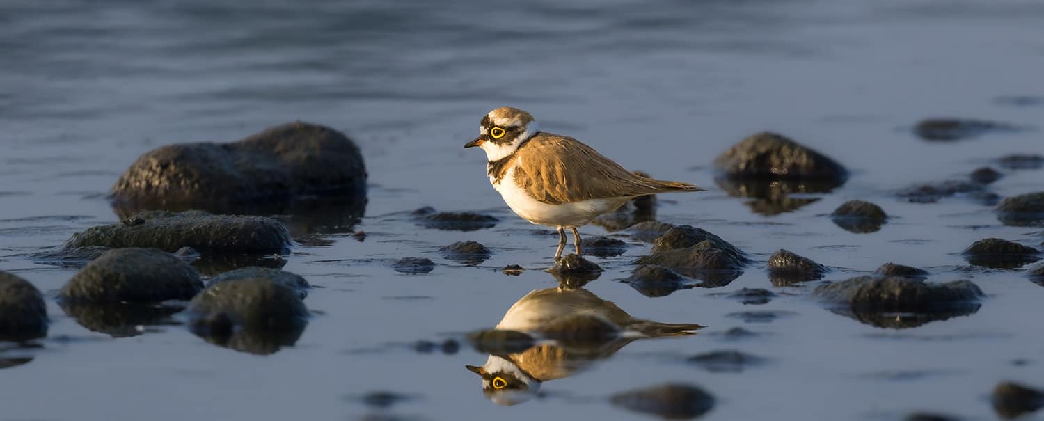 bird-watching-in-chitwan-national-park