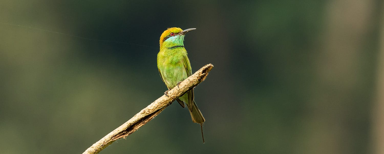 bird-watching-tour-in-nepal