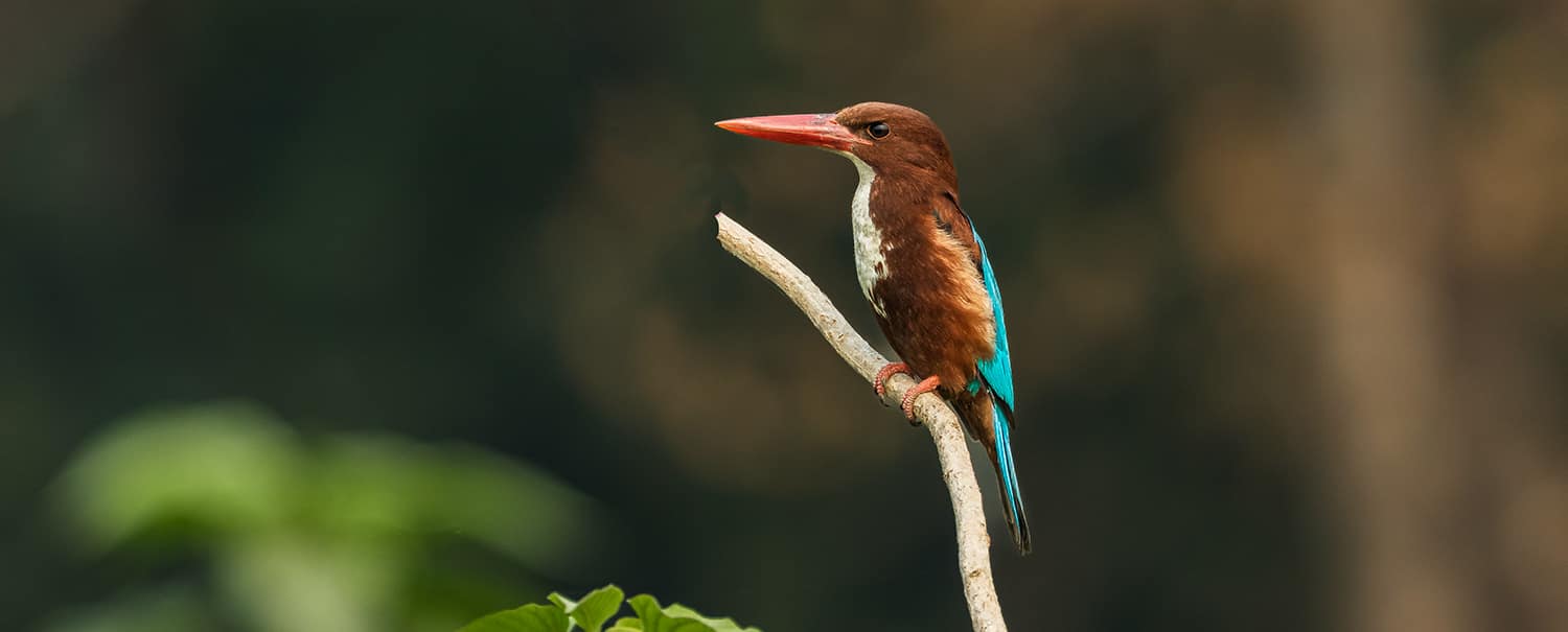 bird-watching-tour-in-nepal-18-days