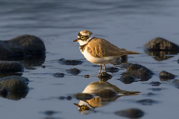 bird-watching-in-chitwan-national-park