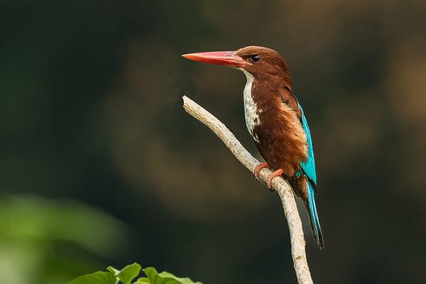 bird-watching-tour-in-nepal-18-days