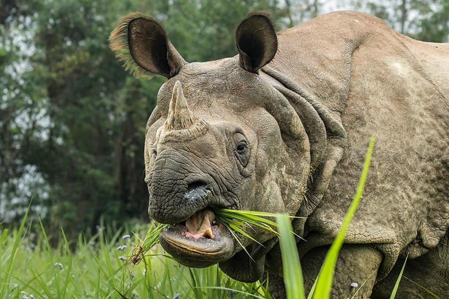 greater-one-horned-rhino-chitwan-national-park