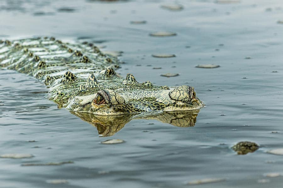 weather-report-of-sauraha-chitwan-nepal
